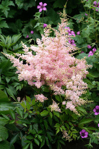 Astilbe 'Younique Silvery Pink'