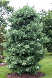 Pinus kor. ‘Silveray’