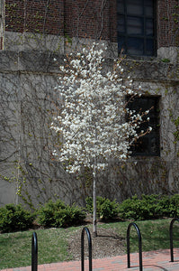 Amelanchier 'Snow Cloud' - Serviceberry