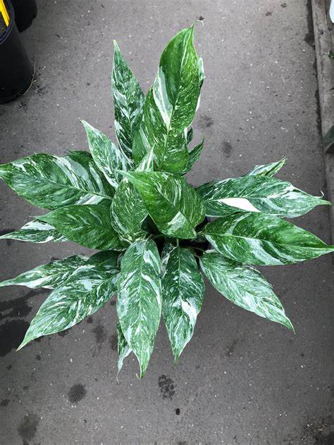 Spathiphyllum 'Domino' - Variegated Peace Lily