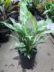 Spathiphyllum 'Domino' - Variegated Peace Lily