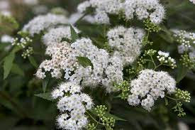Spiraea jap. 'Alba'