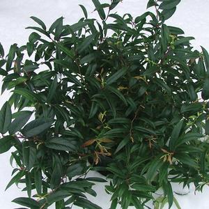 Leucothoe ax. 'Squirt' - Coastal Doghobble