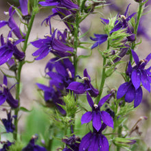 Load image into Gallery viewer, Lobelia sp. 'Starship Blue'

