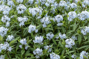 AMSONIA tabernaemontana 'Starstruck'