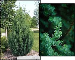 Juniperus 'Star Power' - Hybrid Juniper