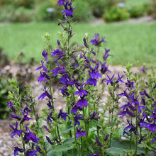 Load image into Gallery viewer, Lobelia sp. 'Starship Blue'
