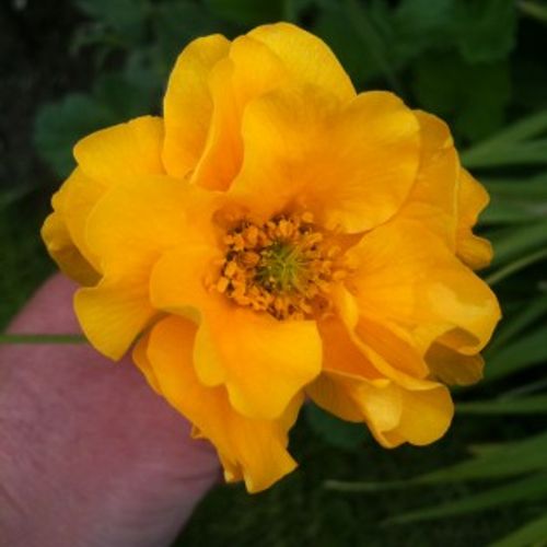 Geum 'Lady Stratheden' - Avens