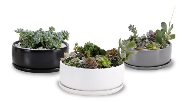 Succulent Pot & Saucer - 7.5in