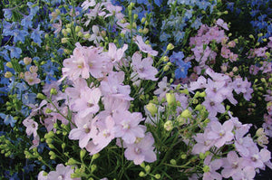 Delphinium 'Summer Morning'