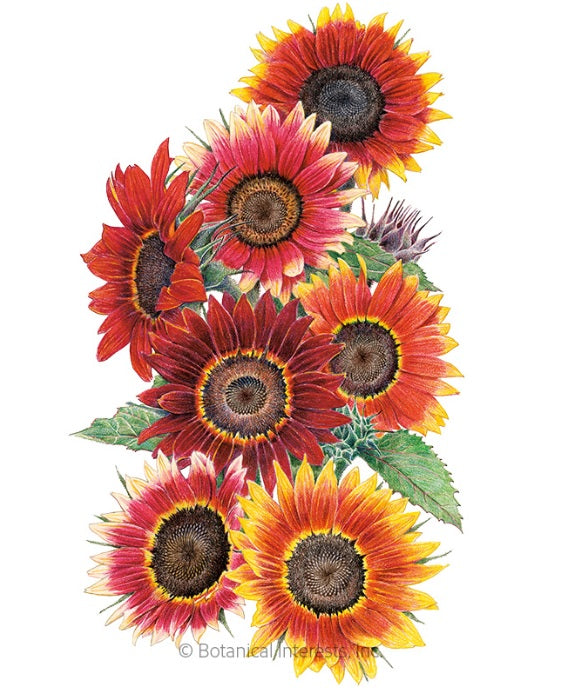 SEEDS: Sunflower - Drop Dead Red