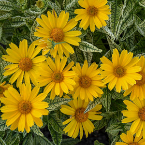Heliopsis 'Sunstruck'