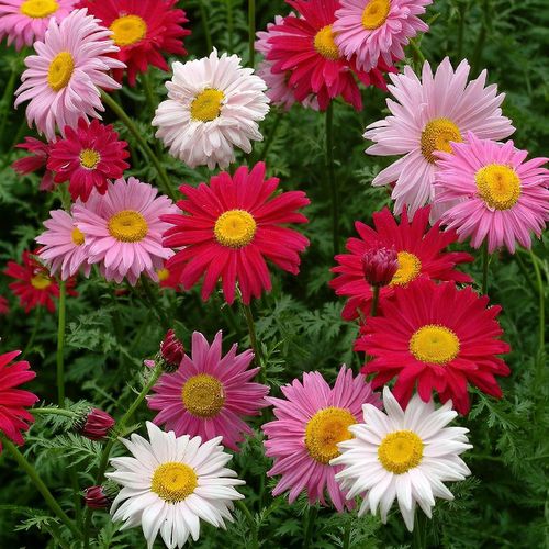 Tanacetum 'Giant Mix' - Painted Daisy