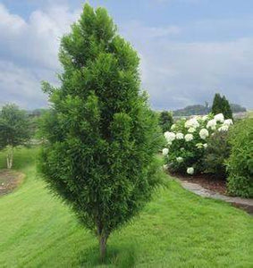 Taxodium dis. 'Lindsey's Skyward' - Bald Cypress
