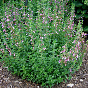 Teucrium chamaedrys - Wall Germander