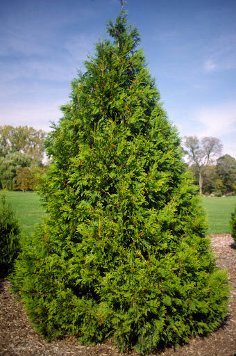 Thuja or.'Elegantissima' - Arborvitae