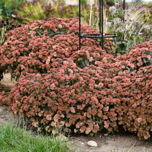 Sedum 'Tiramisu’