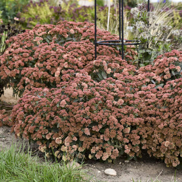 Sedum 'Tiramisu’