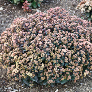 Sedum 'Tiramisu’