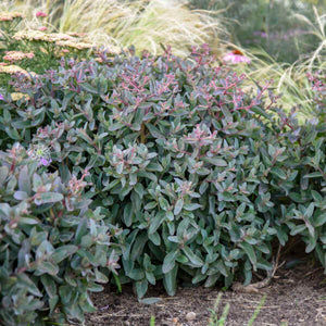 Sedum 'Tiramisu’