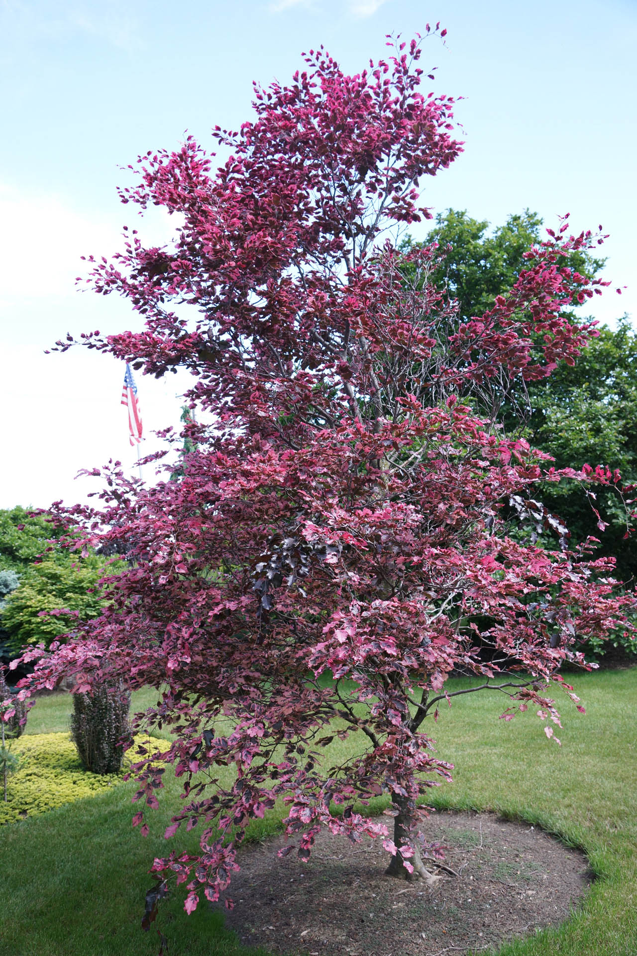 Beech Tree Barnton Weeping Tri Color Beech Tree