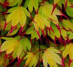 Acer palm. 'Tsuma gaki' - Japanese Maple