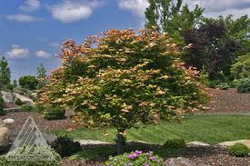 Acer palm. 'Tsuma gaki' - Japanese Maple