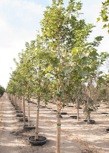Acer 'Urban Sunset'
