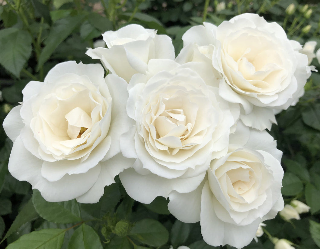 Rosa 'Veranda White' - Shrub Rose