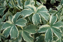 Load image into Gallery viewer, Astrantia major &#39;Vanilla Gorilla&#39;
