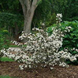 Weigela 'Wine n Spirits'