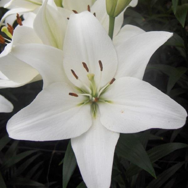 Lilium Fantasiatic 'White' - Asiatic Lily