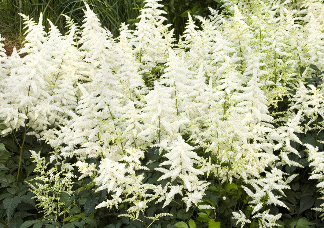 Astilbe Chinensis 'Visions in White'