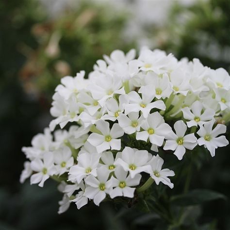 Phlox pan. 'Woodlander White'