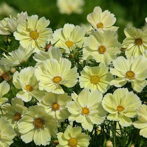 Cosmos 'Xanthos'
