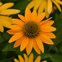 Load image into Gallery viewer, Echinacea &#39;Yellow Ombre&#39; - Coneflower
