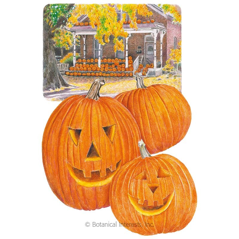 SEEDS: Pumpkin - Jack O'Lantern - Heirloom