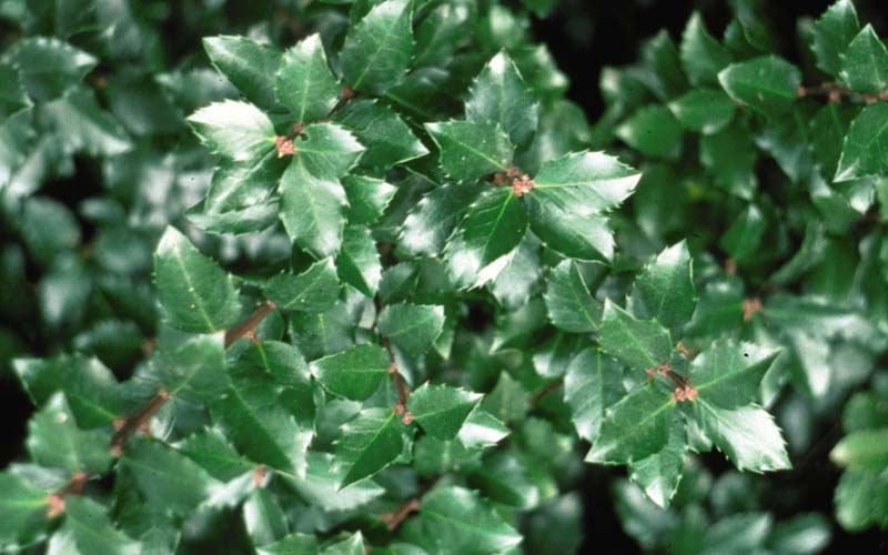 Ilex vert. 'Jim Dandy' - Winterberry Holly