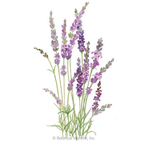 SEEDS: Lavender English Tall/Vera