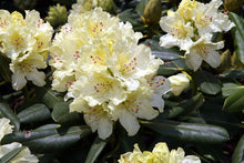 Load image into Gallery viewer, Rhododendron &#39;Capistrano&#39;
