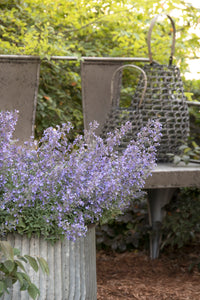 Nepeta 'Junior Walker'