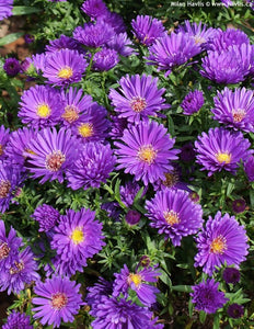 Aster 'Magic'