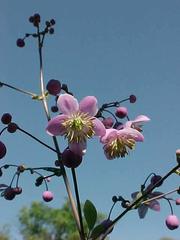 Thalictrum rochebrunianum - Meadow Rue