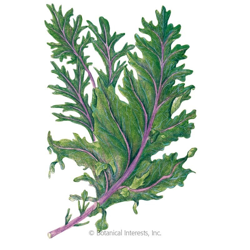SEEDS: Kale - Red Russian - Organic