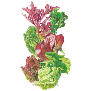 SEEDS: Lettuce - Mesclun Gourmet Baby - Organic