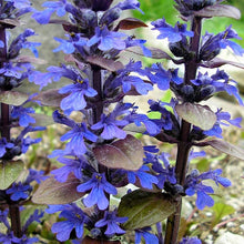 Load image into Gallery viewer, Ajuga &#39;Bronze Beauty&#39;
