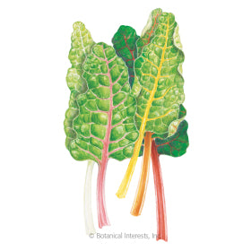 SEEDS: Swiss Chard - Five Color - Organic