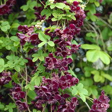 Load image into Gallery viewer, Akebia quinata - Chocolate Vine
