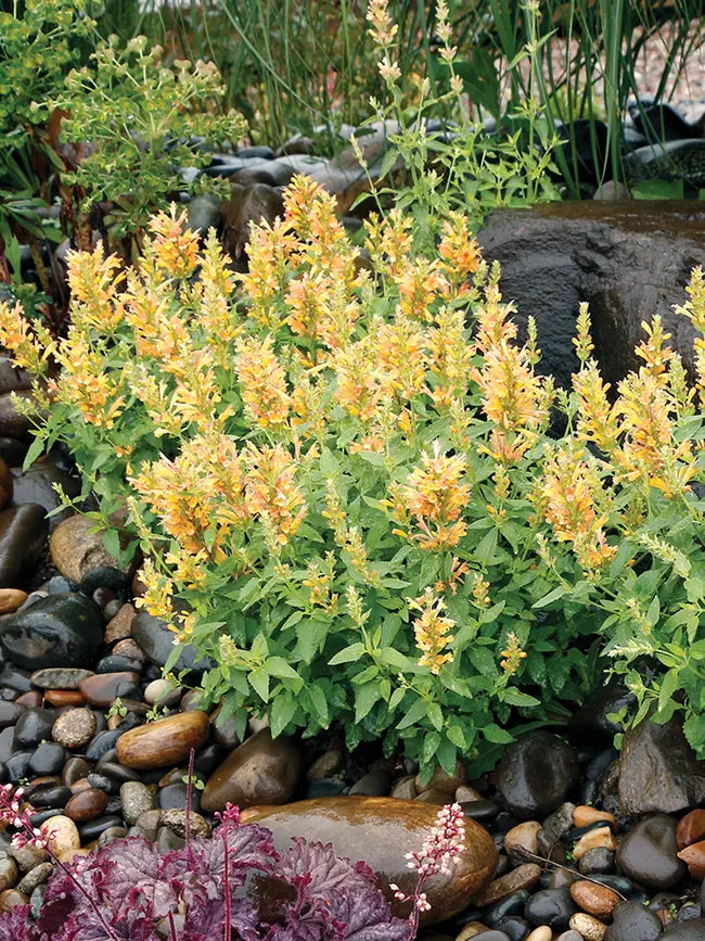Agastache 'Poquito Butter Yellow'