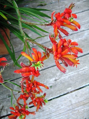 Anigozanthos 'Big Roo Orange'